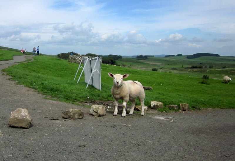 sheep